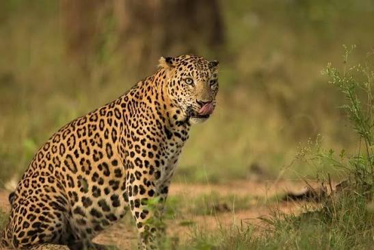 Page Travel Blogs Pushkar, Pushkar Adventure Desert Camp, Best Camp in Pushkar, Rajasthan Tourism, Pushkar Experiences